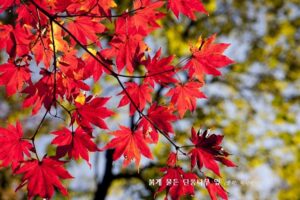 빨갛게 단풍이 든 단풍나무 잎