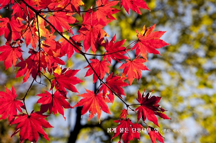 빨갛게 단풍이 든 단풍나무 잎