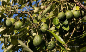 나무에 달려 있는 많은 아보카도들