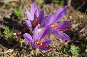 암술머리가 잘 드러난 샤프란 꽃