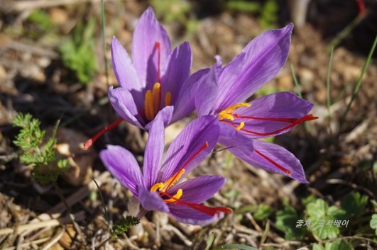 암술머리가 잘 드러난 샤프란 꽃