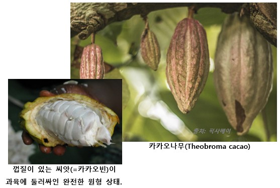 카카오 나무와 카카오빈