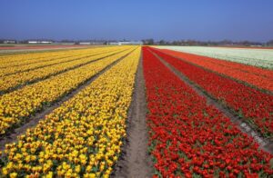 넓은 정원에 펼쳐진 튤립 풍경