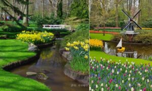 퀴켄호프의 다리와 풍차 풍경