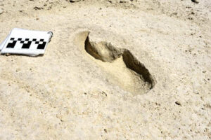 화이트샌즌 국립공원에 나무늘보의 발자국