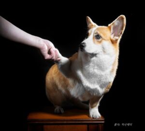 주저하는 불안한 눈빛의 강아지