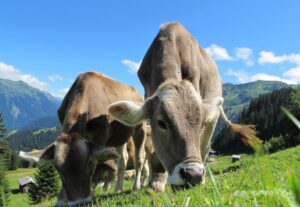 관리가 잘 되는 방목장