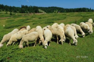 공유지에서 풀을 뜯는 양들