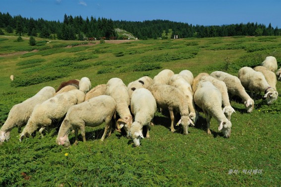 공유지에서 풀을 뜯는 양들
