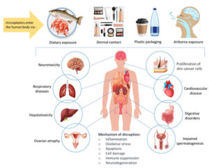 미세플라스틱의 인체 노출 경로와 잠재적 건강 영향