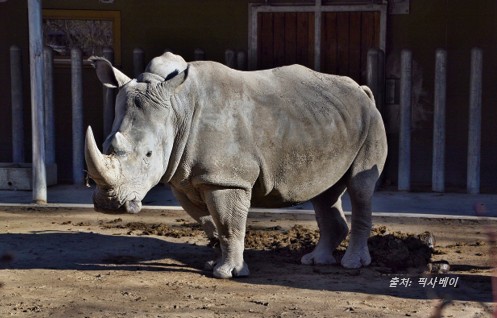 회색코뿔소 사진