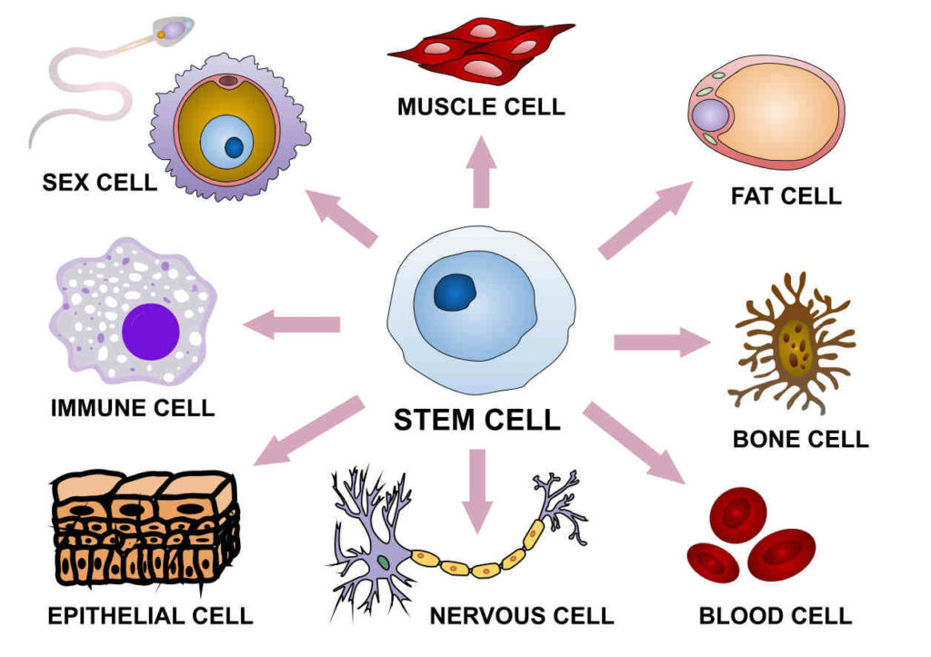 줄기세포(stem cell)는 무엇인가 - egaldudu