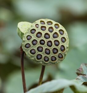 연꽃의 씨앗집 근접 촬영 