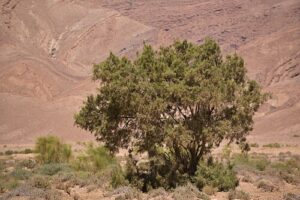 건조 지대에 분포하는 타마리스크속(Tamarix) 식물