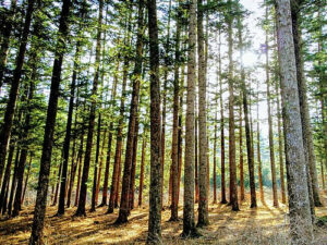 국립수목원 안에 있는 전나무 숲