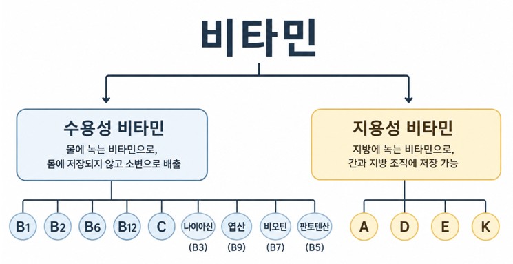 수용성 지용성 비타민 도식
