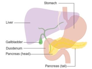 췌장의 위치