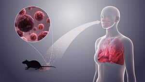 설치류 배설물에서 공기 중으로 퍼져 호흡으로 감염되는 한타바이러스 전파 경로 3D 렌더링