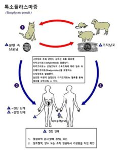 톡소플라스마 곤디가 사람에게 감염되는 과정과 생활사