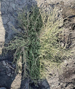 나문재(striped-stalked saltwort)