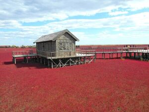 중국 랴오닝성 판진의 붉은 해변.(red beach)