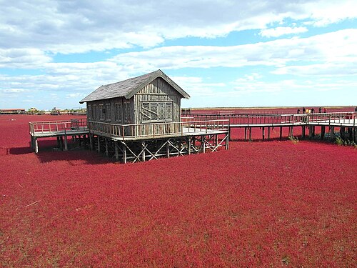 중국 랴오닝성 판진의 붉은 해변.(red beach)