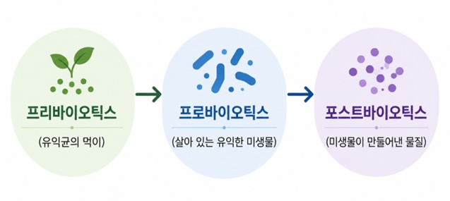 프로바이오틱스, 프리바이오택스, 포스트바이오틱스들의 관계를 설명하는 그림