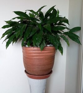 실내 화분에서 자라고 있는 스파티필룸(Spathiphyllum wallisii).