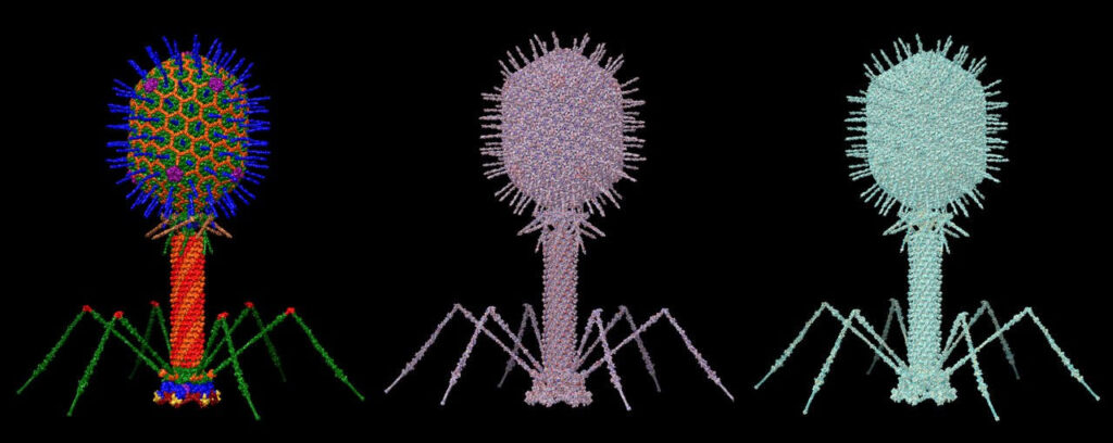 개별 PDB 및 극저온 전자현미경(cryo-EM) 자료를 바탕으로 UCSF 키메라(Chimera)를 이용해 제작한 박테리오파지 T4의 원자 수준 구조 모형. 각 구성 요소의 크기는 실제 비율을 반영했다.